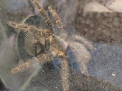-上海大自然野生昆虫馆