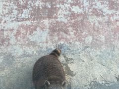 -泉州海丝野生动物世界