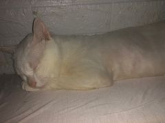 -灵美宠物诊所