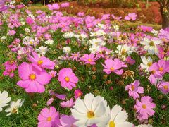 -花开海上生态园