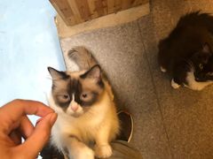 -猫色咖啡·猫咖