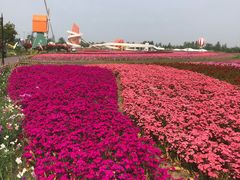 -荷兰花海
