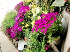 iphone_upload_pic-春暖花开(西溪店)