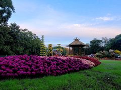 -上海共青森林公园