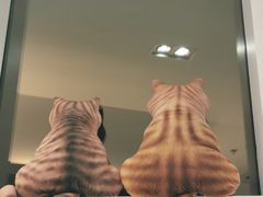 -飞行喵MR PILOT|猫舍·猫咖(静安大融城店)