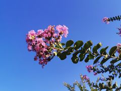 -江西阳明山国家森林公园