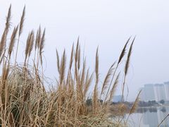 -澹台湖公园