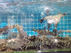 -四川小胡子海鲜(丁村万人海鲜广场店)