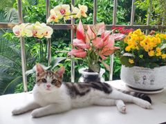 -lincat·猫舍(广州店)