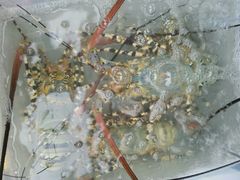 android_upload_pic-拉威海鲜市场