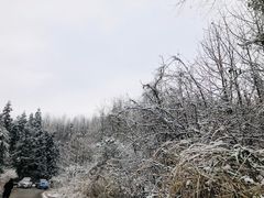 -武陵山森林公园