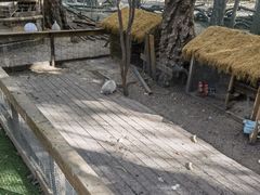 -大鹅岛绿色生态美食园