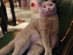 -猫小院猫主题餐厅(三里屯店)