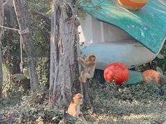 -深圳野生动物园