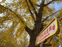 -三里屯东五街银杏大道