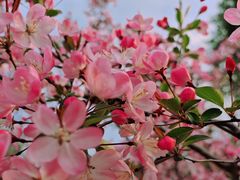 -径山花海