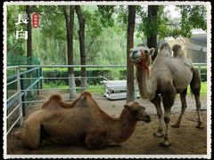 -长白岛森林公园