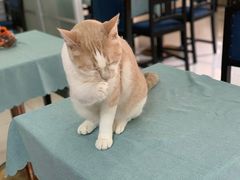 -鼓捣猫呢主题猫咖店