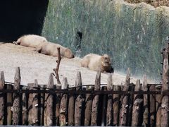 -上海野生动物园