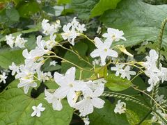 -樱桃山旅游景区