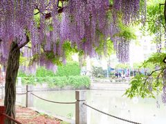 -嘉定紫藤园