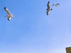 -海驴岛(荣成市)