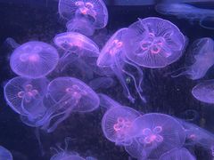 -欢乐海岸海洋奇梦馆