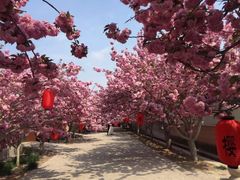 -莱阳濯村樱花园