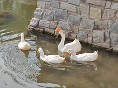 -必胜客(磁器口店)