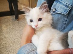 -momokira米努特·德文卷毛猫·棉花面纱犬