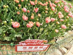 -洛阳郁金香牡丹园