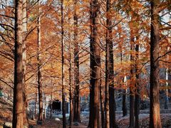 -白水寺森林公园