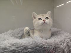 -lincat·猫舍(广州店)