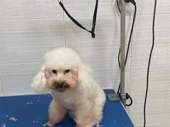 -芭比堂动物医院广州顽皮分院