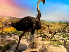 -国家自然博物馆