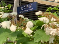 -莲花池公园