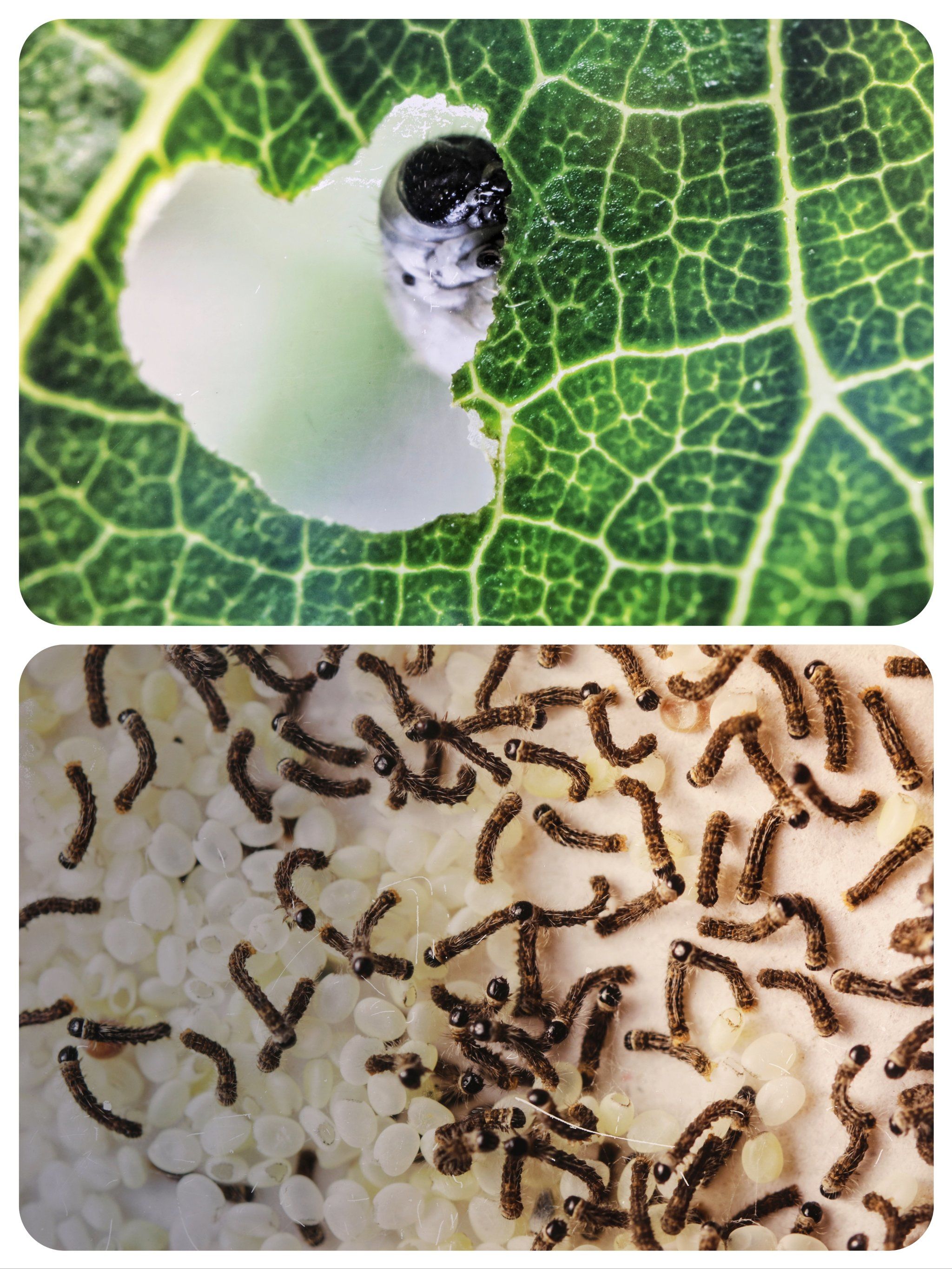 探访蚕宝宝的故乡