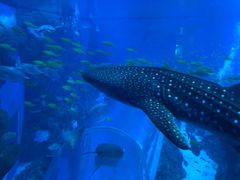 -成都浩海立方海洋公园