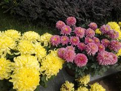 -洪湖生态旅游区