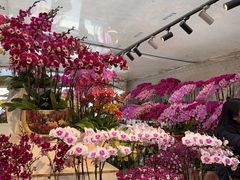 -龙大花卉苗木市场