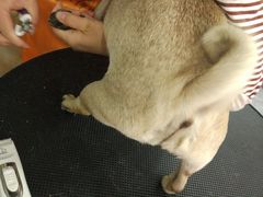 -仁普宠物诊所(住友昌盛新苑店)