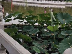 -丰台花园