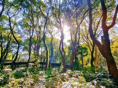 -上海共青森林公园
