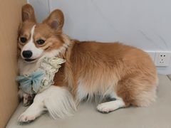 -瑞派康怡24h宠物医院·犬猫医疗中心·微创绝育(瑞景分院)