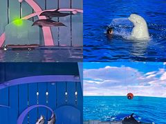-海合安青岛极地海洋公园
