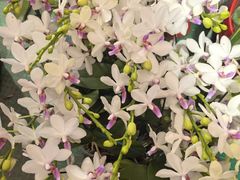 -龙大花卉苗木市场