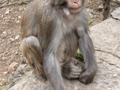 -黔灵山公园
