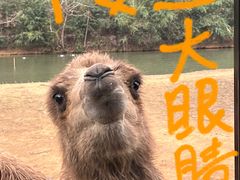-杭州野生动物世界