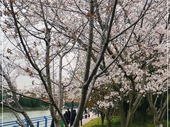 -高东镇樱花园