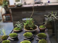 -植觉